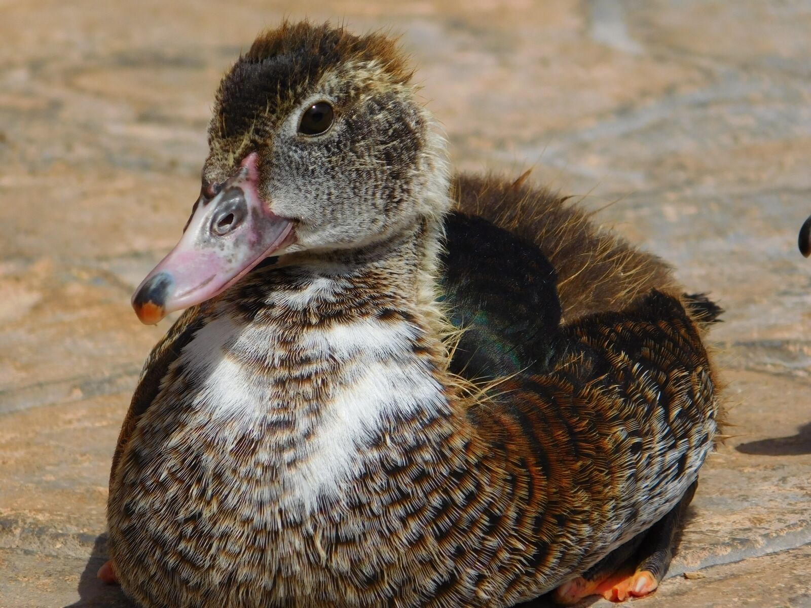 Nikon Coolpix L840 sample photo. Duck, animal, biped photography