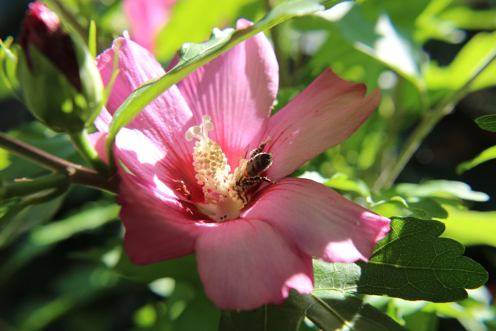 Canon EF-S 18-55mm F3.5-5.6 IS sample photo. Nature, summer, flower photography