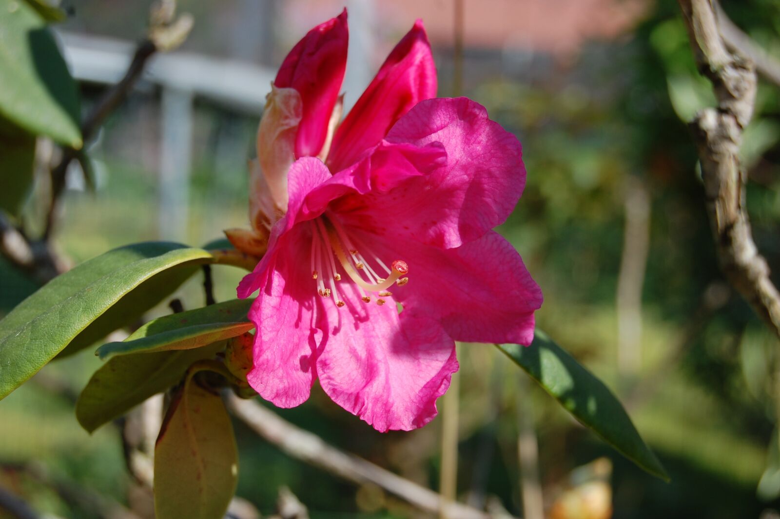 Nikon D40 sample photo. Rhododendron, flower, spring photography