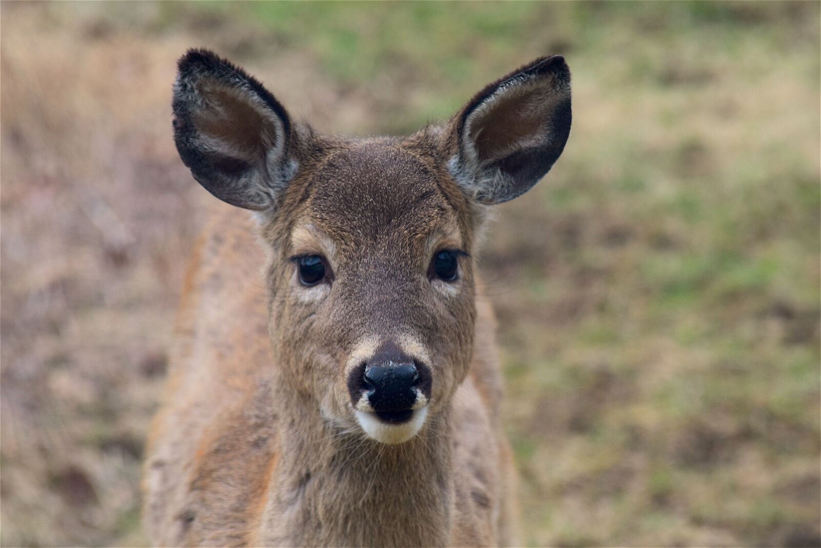 Nikon D3300 sample photo. Deer, face, portrait photography