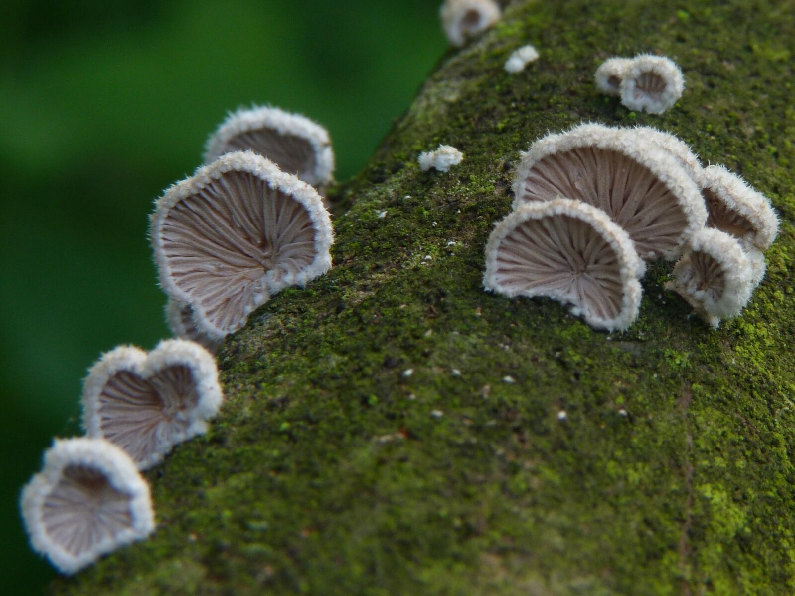 Panasonic Lumix DMC-FZ40 (Lumix DMC-FZ45) sample photo. Mushrooms, mushroom, nature photography