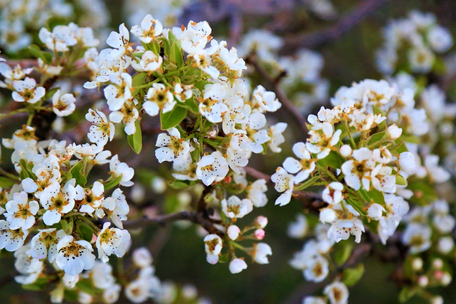 Canon EOS 5D Mark III sample photo. Flower, spring, nature photography