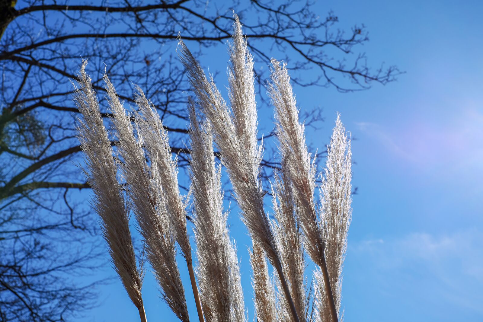 Fujifilm X-T10 + Fujifilm XF 35mm F1.4 R sample photo. Pampas grass, backlighting, grass photography