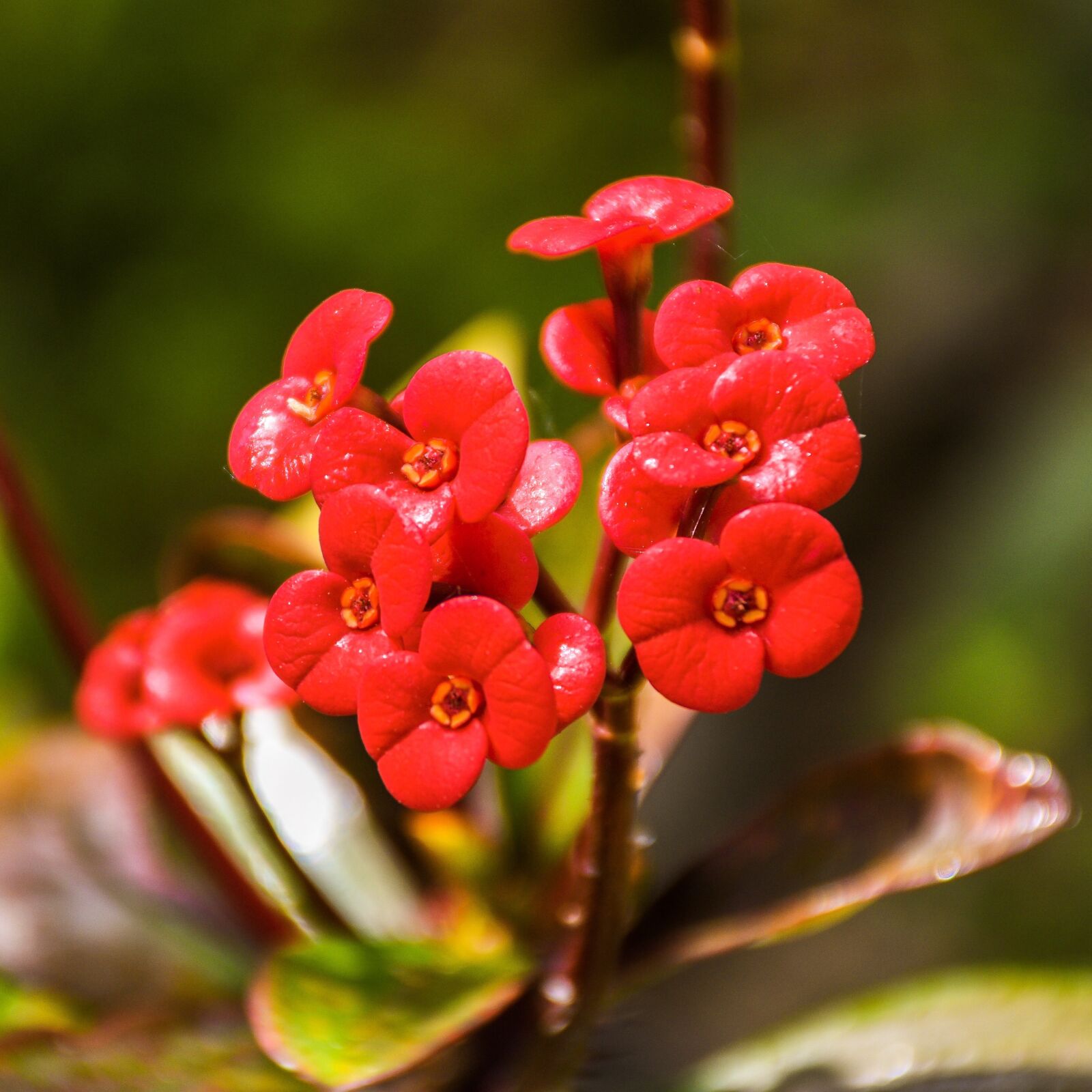 Nikon D5600 sample photo. Flowers, flora, floral photography