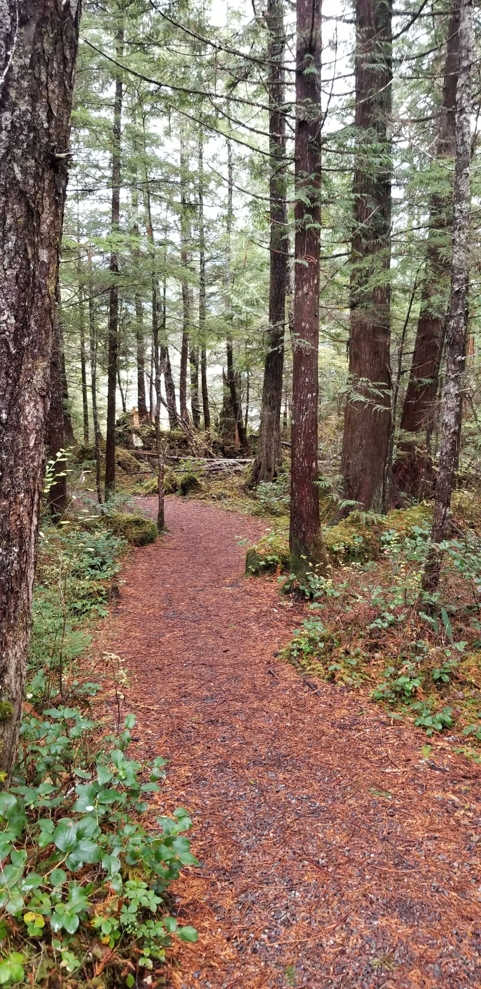Samsung Galaxy S8 sample photo. Peaceful path, forest path photography