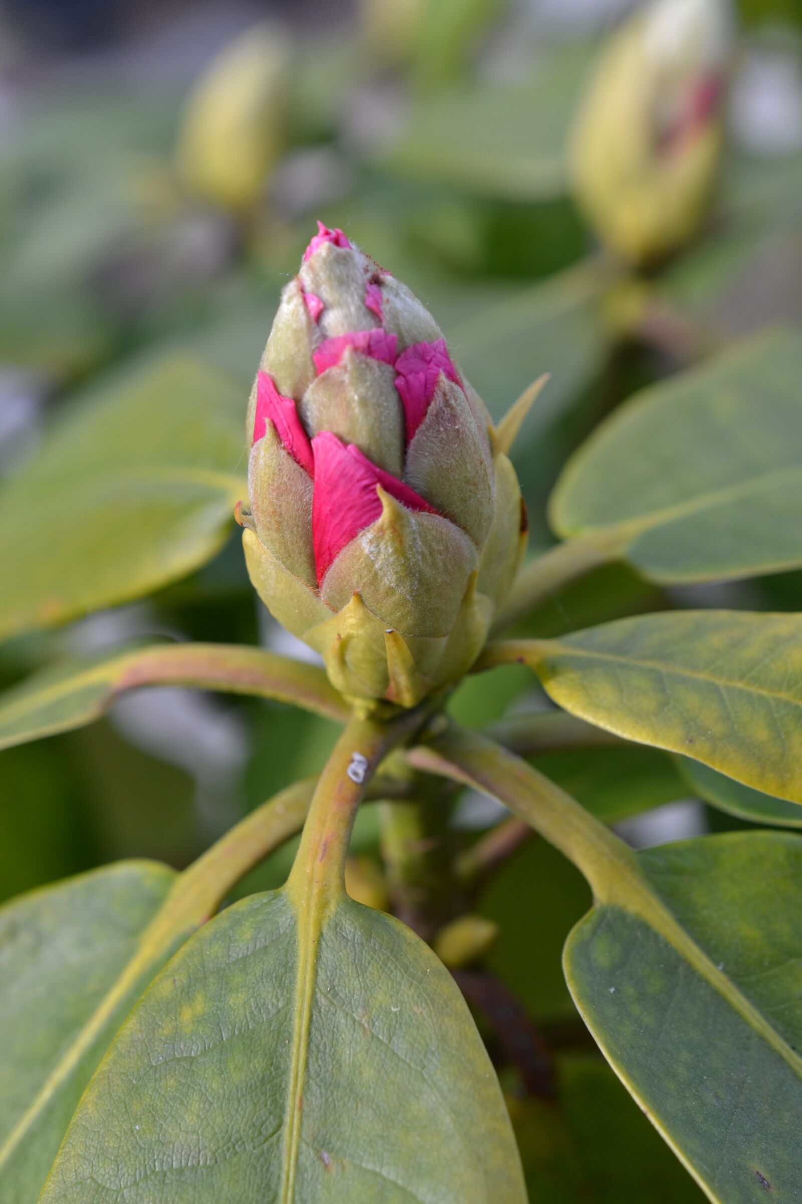 Nikon D3100 sample photo. Blossom, bloom, rhododendron photography