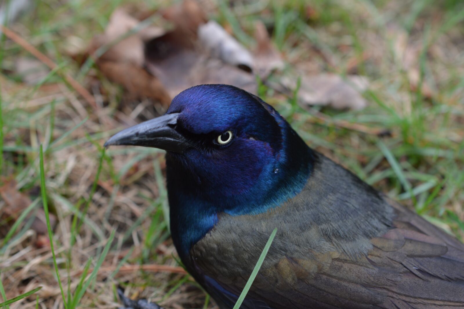 Nikon D3200 sample photo. Bird, bird closeup, nature photography