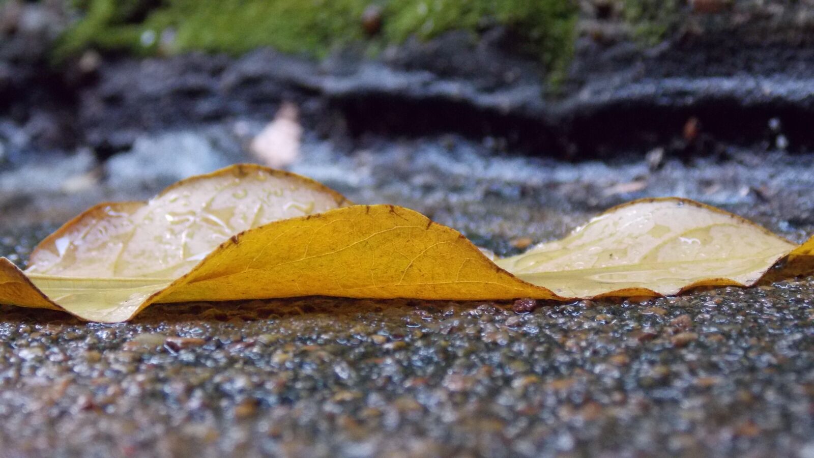Nikon Coolpix L810 sample photo. Rain, sludge, fallen leaves photography