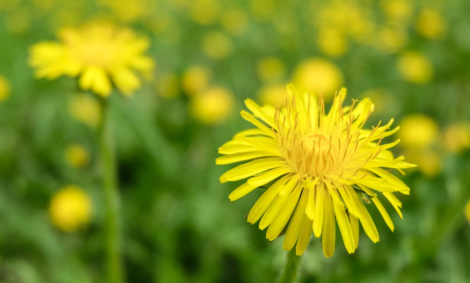 Fujifilm X-A2 + Fujifilm XC 16-50mm F3.5-5.6 OIS II sample photo. Flower, dandelion, summer photography