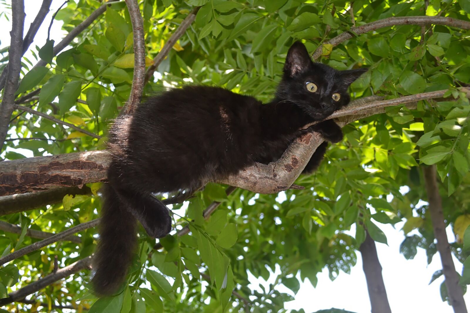 Nikon D3100 sample photo. Black kitten, pet, wild photography