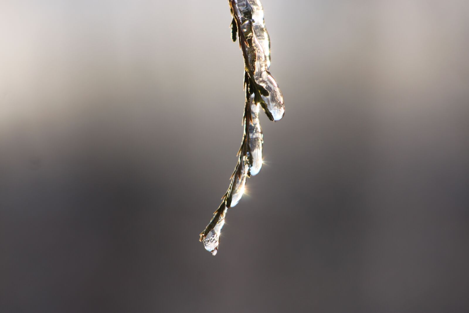 Canon EOS 500D (EOS Rebel T1i / EOS Kiss X3) sample photo. Nature, pinewood, winter photography