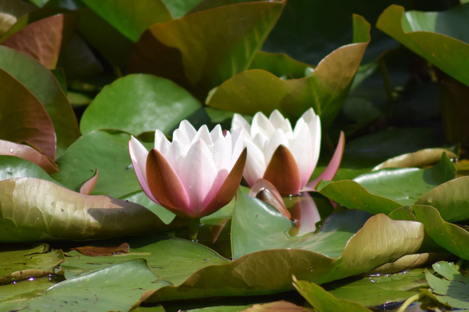 Nikon D3300 sample photo. Water lily, pond, aquatic photography