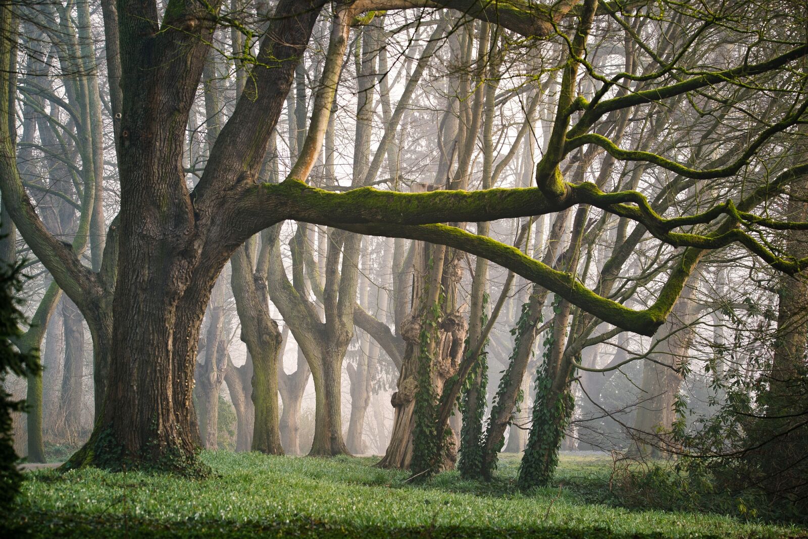Tamron SP 150-600mm F5-6.3 Di VC USD sample photo. Forest, fog, morning photography