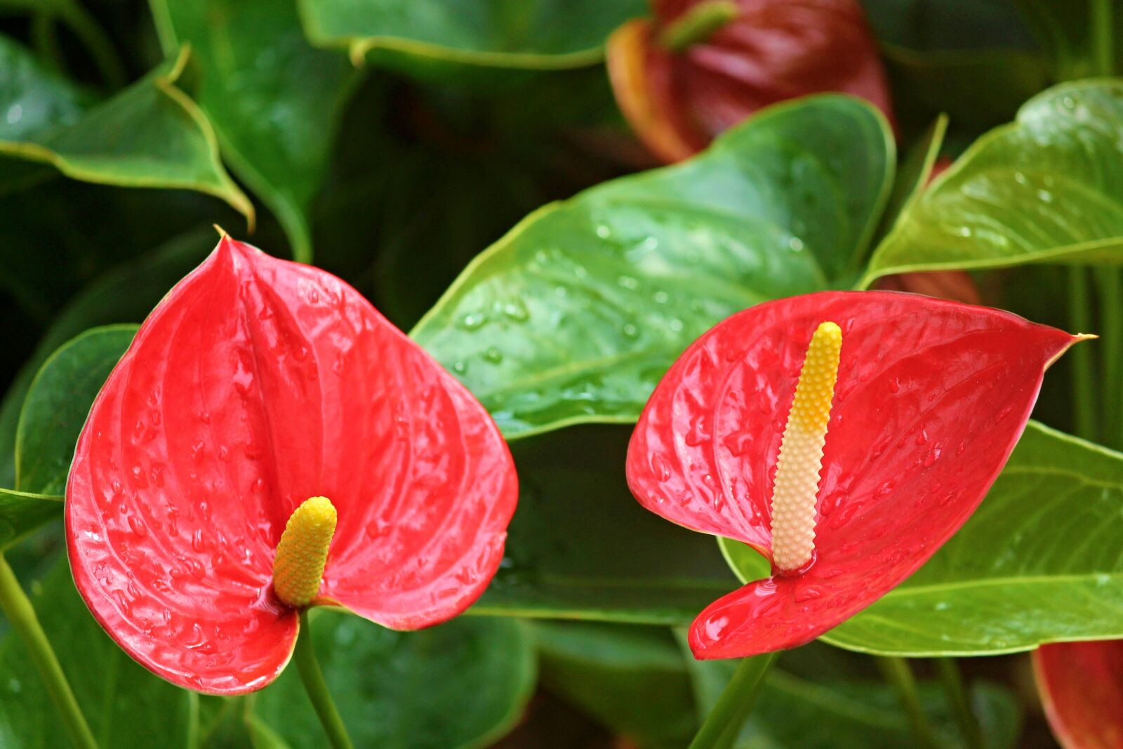 Canon EOS 1100D (EOS Rebel T3 / EOS Kiss X50) sample photo. Anthurium flamingo flower, anthurium photography