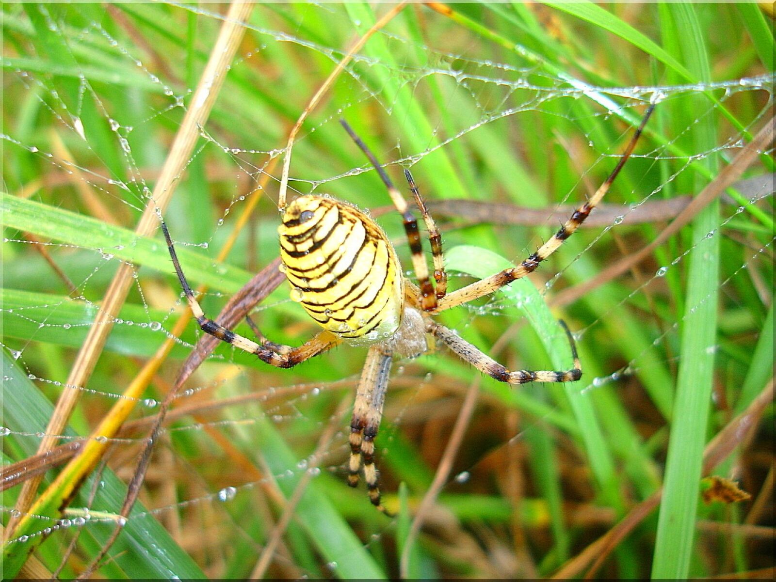 Sony DSC-P200 sample photo. Wasp spider, meadow, nature photography