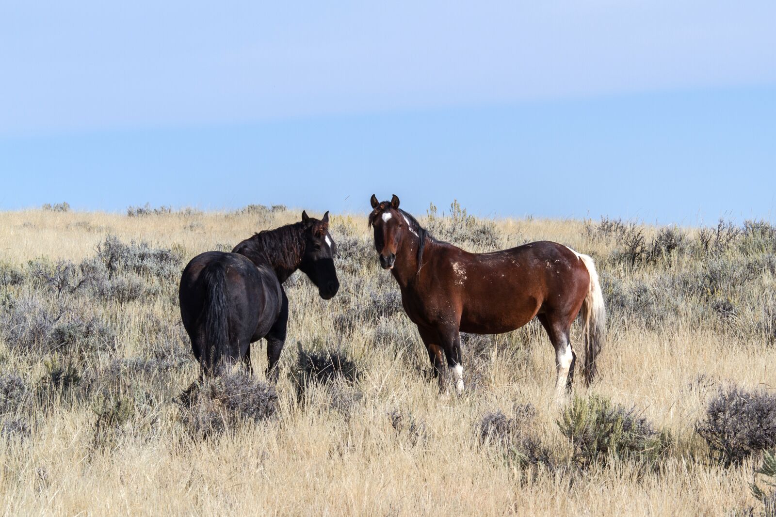 Canon EOS 7D sample photo. Horses, wild horses, mustangs photography