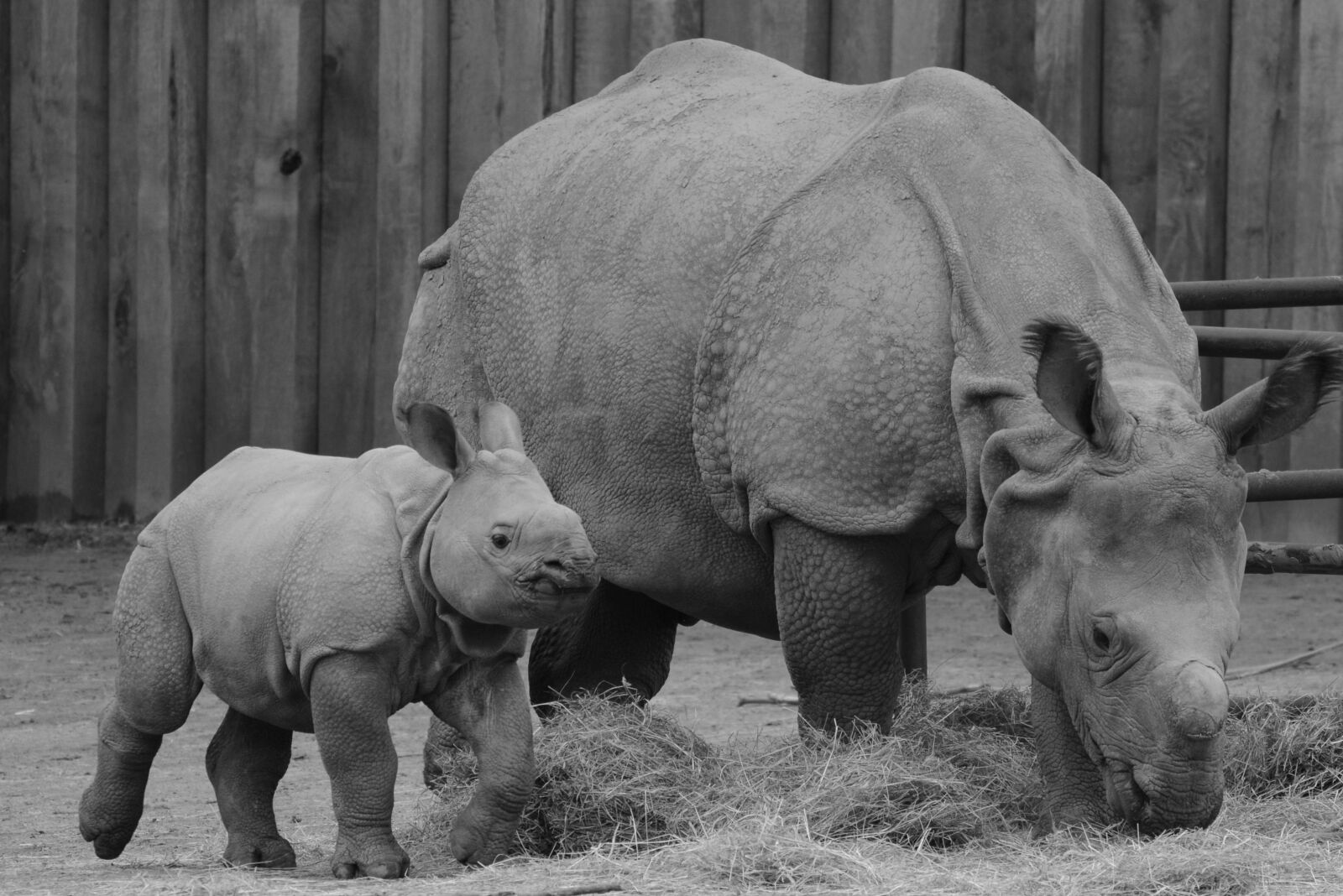 Nikon D5200 sample photo. Rhino, baby rhinoceros, animal photography