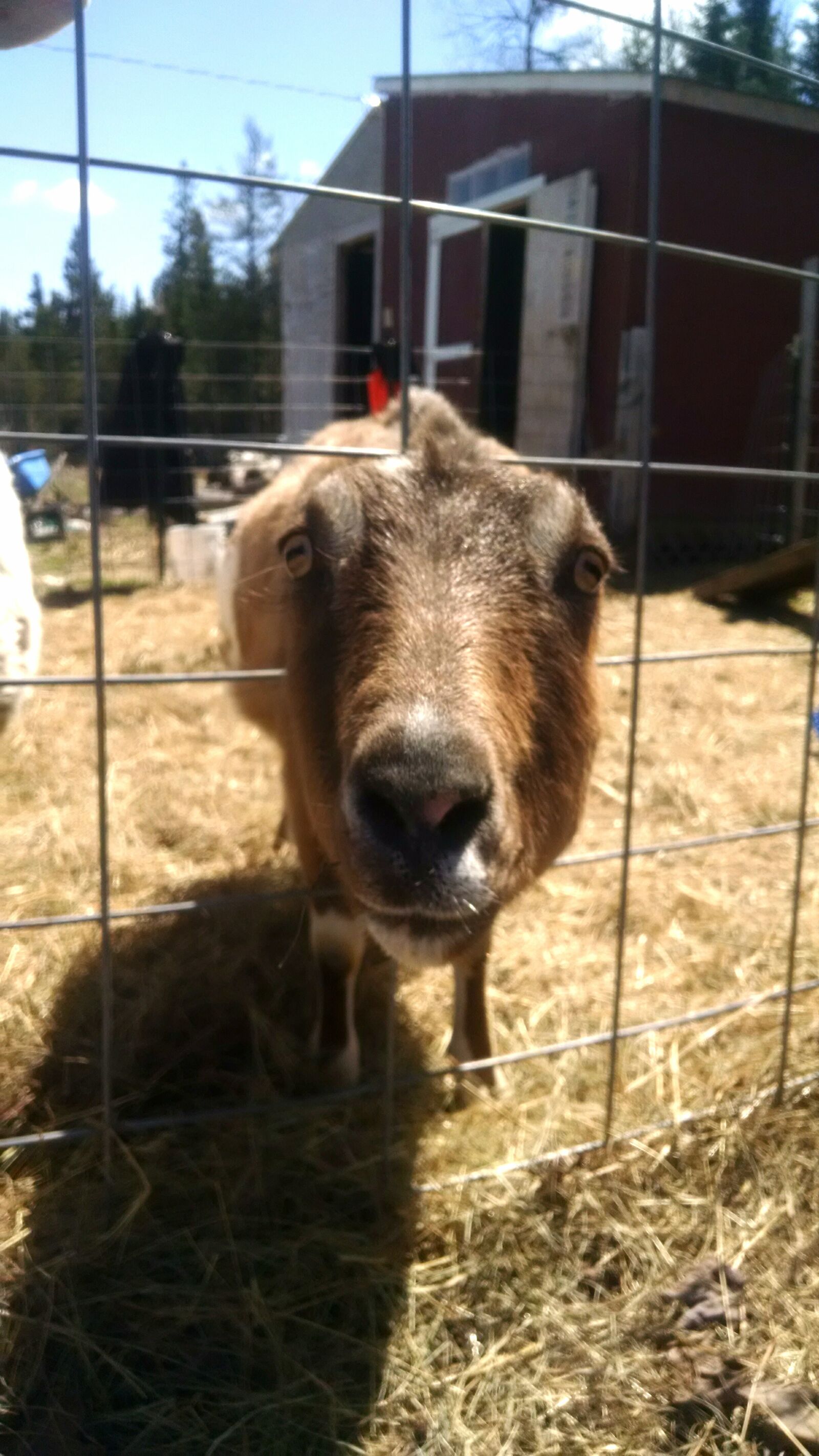 Motorola Moto X (1st Gen) sample photo. Animal, goat, pet photography