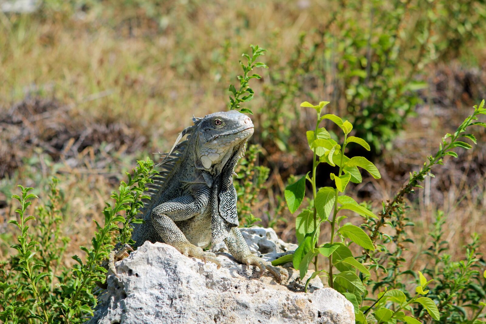Canon EF-S 55-250mm F4-5.6 IS sample photo. Lizard, reptile, wildlife photography