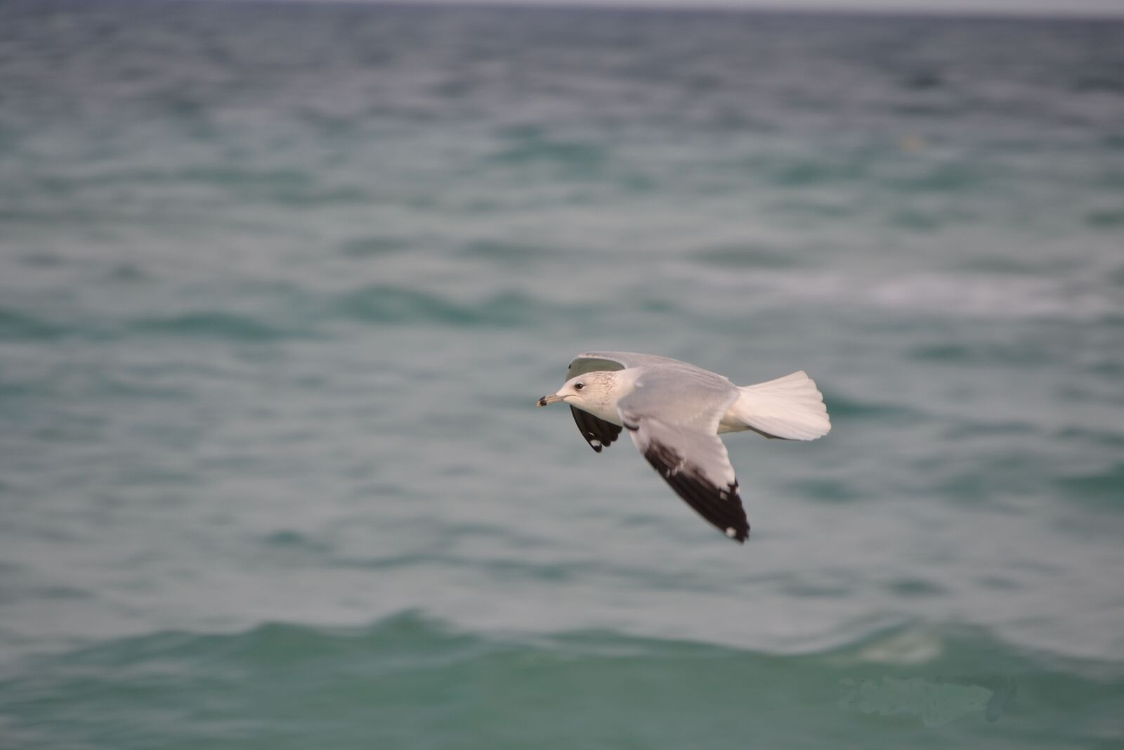 Nikon D3100 sample photo. Flying, bird, sea photography
