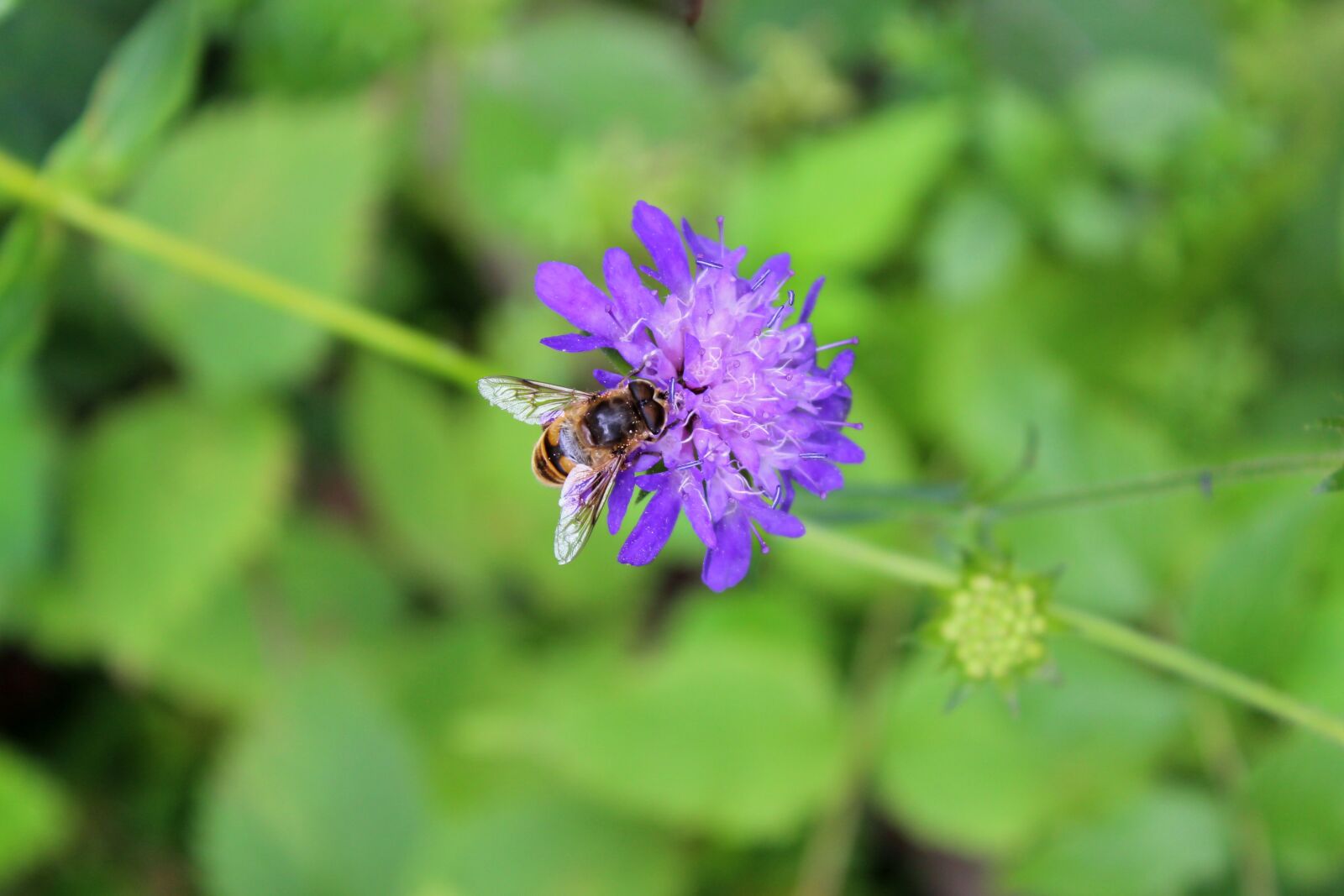 Canon EOS 600D (Rebel EOS T3i / EOS Kiss X5) sample photo. Bee, blossom, bloom photography