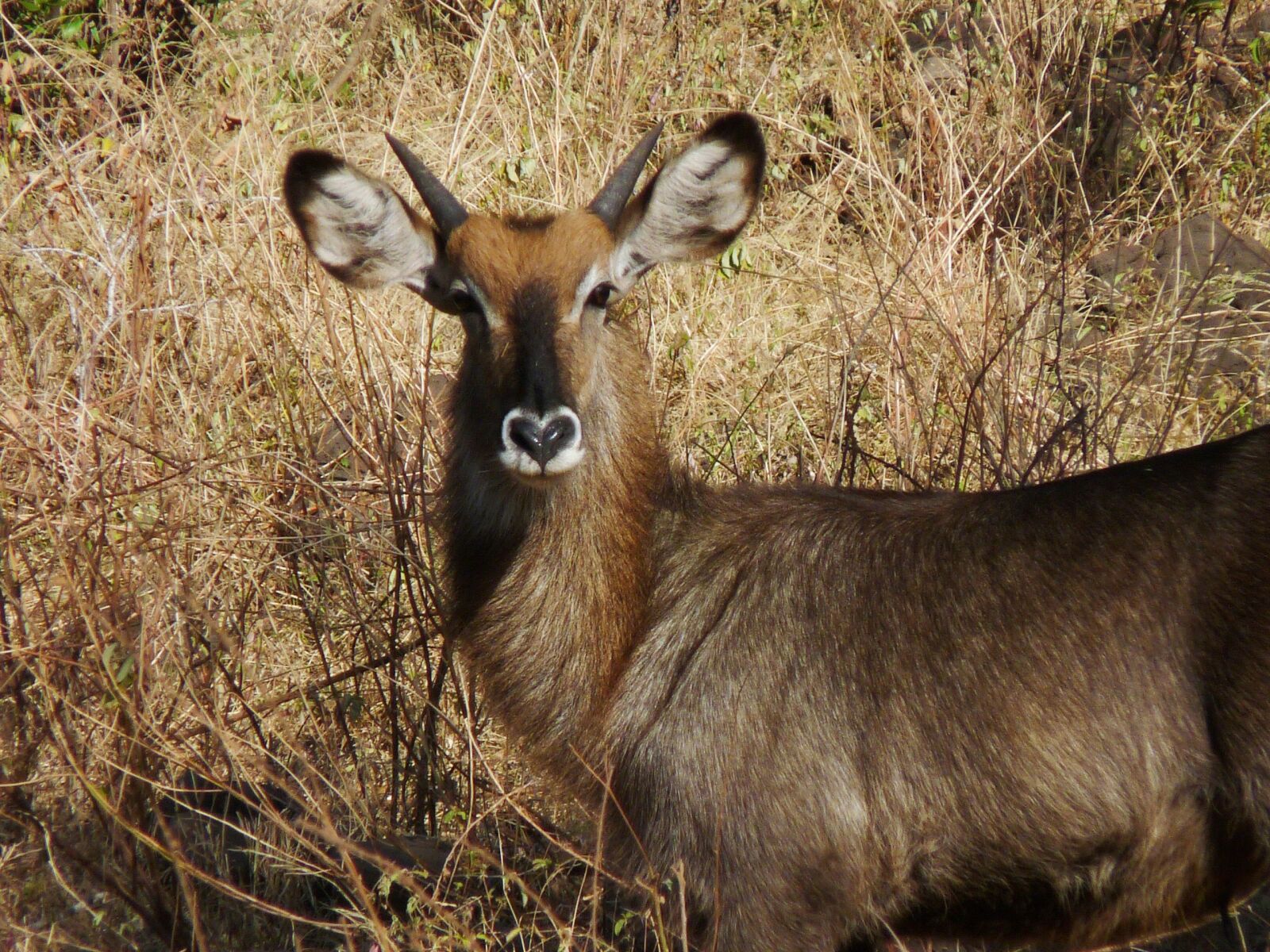 Panasonic Lumix DMC-FZ28 sample photo. Gazelle, thomson, tanzania photography