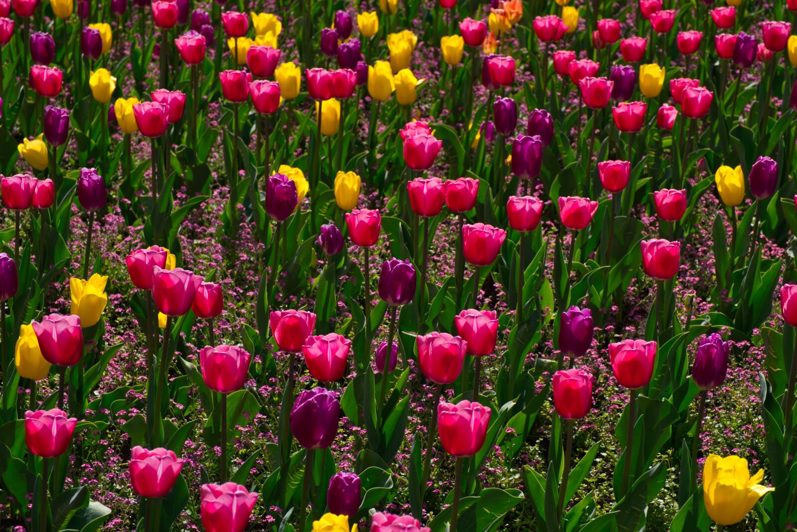 Fujifilm X-H1 sample photo. Tulip, flower, flowers photography