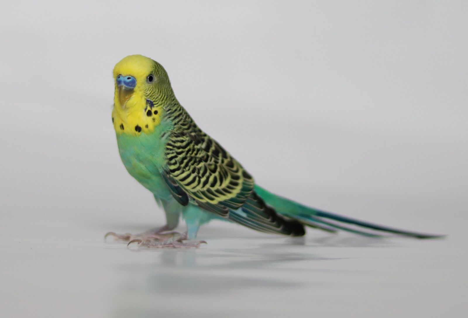 Canon EOS 77D (EOS 9000D / EOS 770D) + Canon EF 50mm F1.8 STM sample photo. Bird, canary, feathers photography