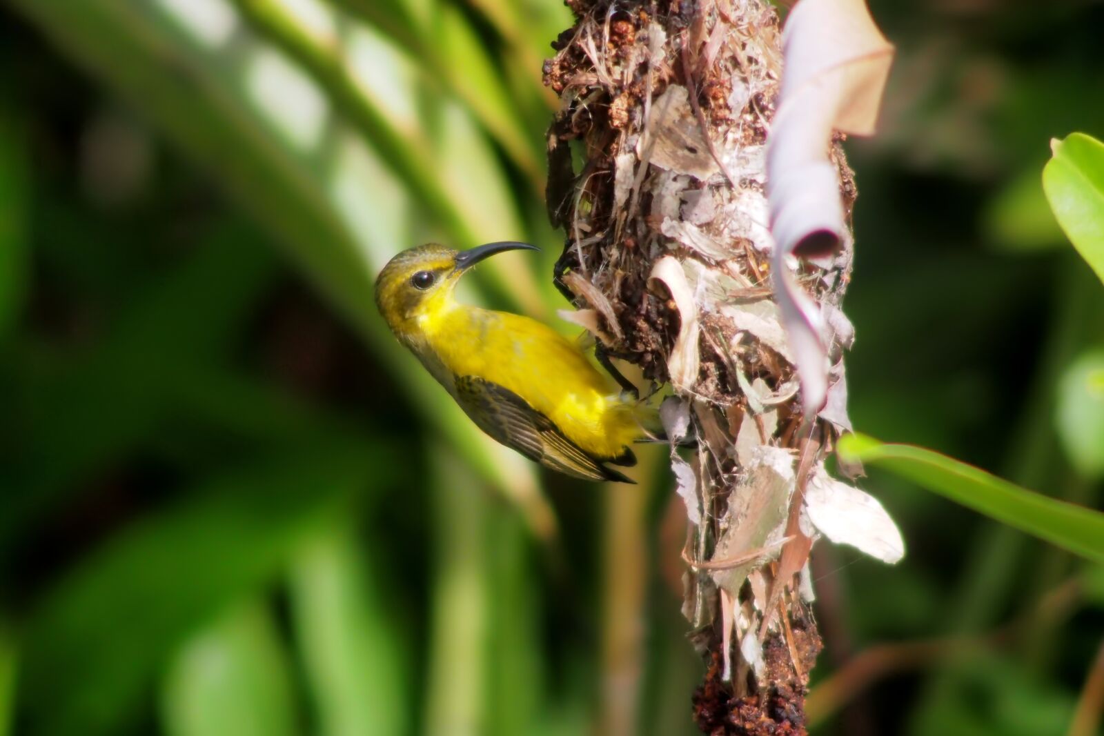 Tokina SD 400mm f/5.6 sample photo. Sunbird, wild, bird photography