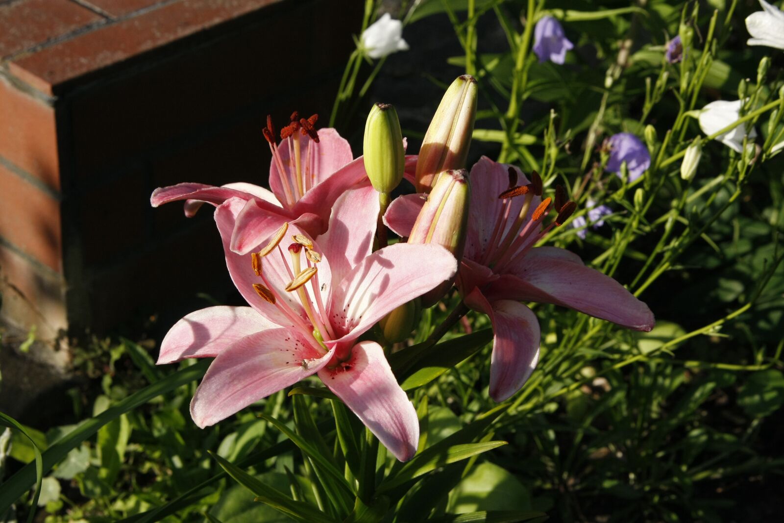 Canon EOS 40D sample photo. Spring, flowers, nature photography