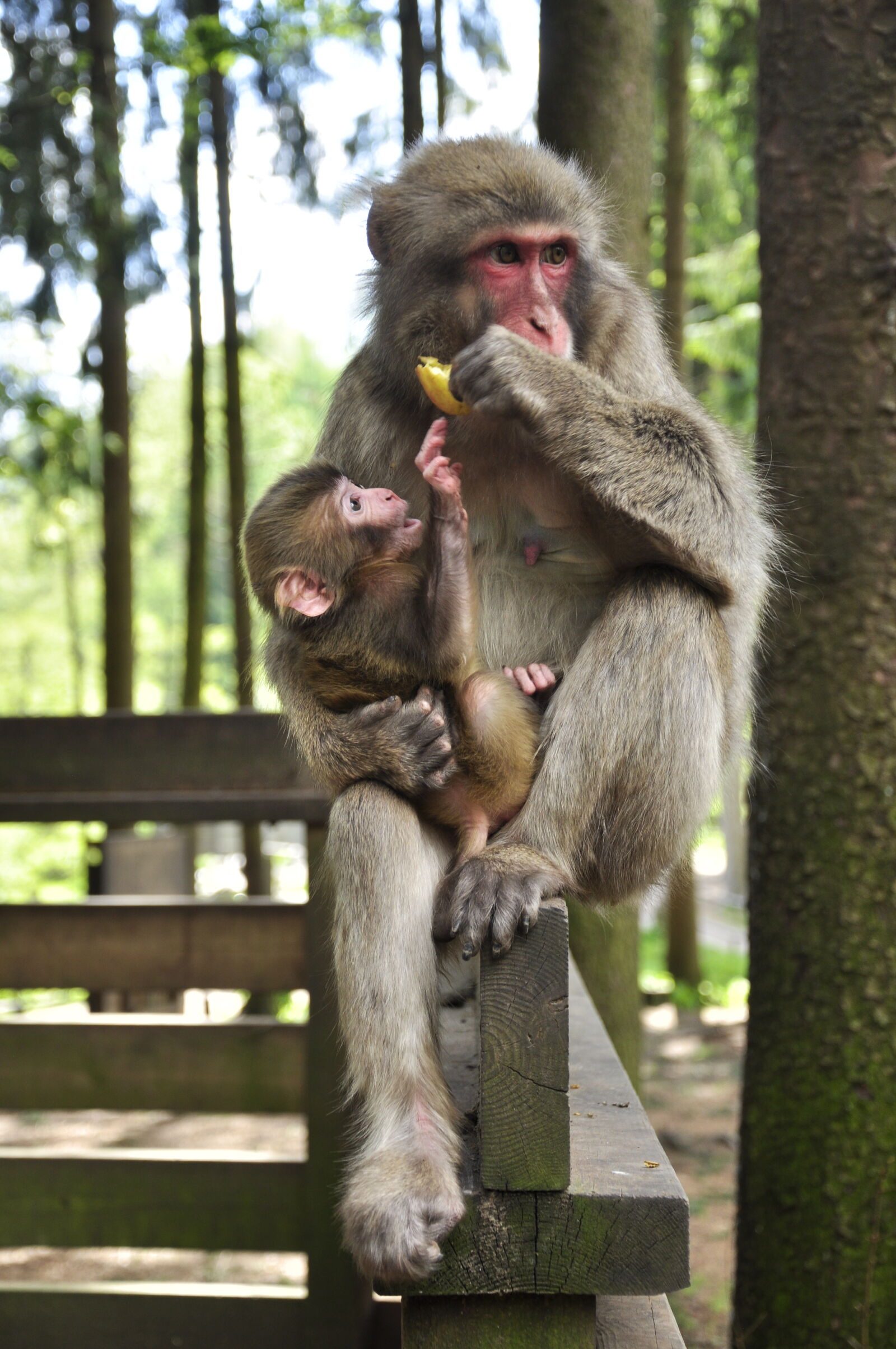 Nikon D90 sample photo. Animal, food, monkey photography