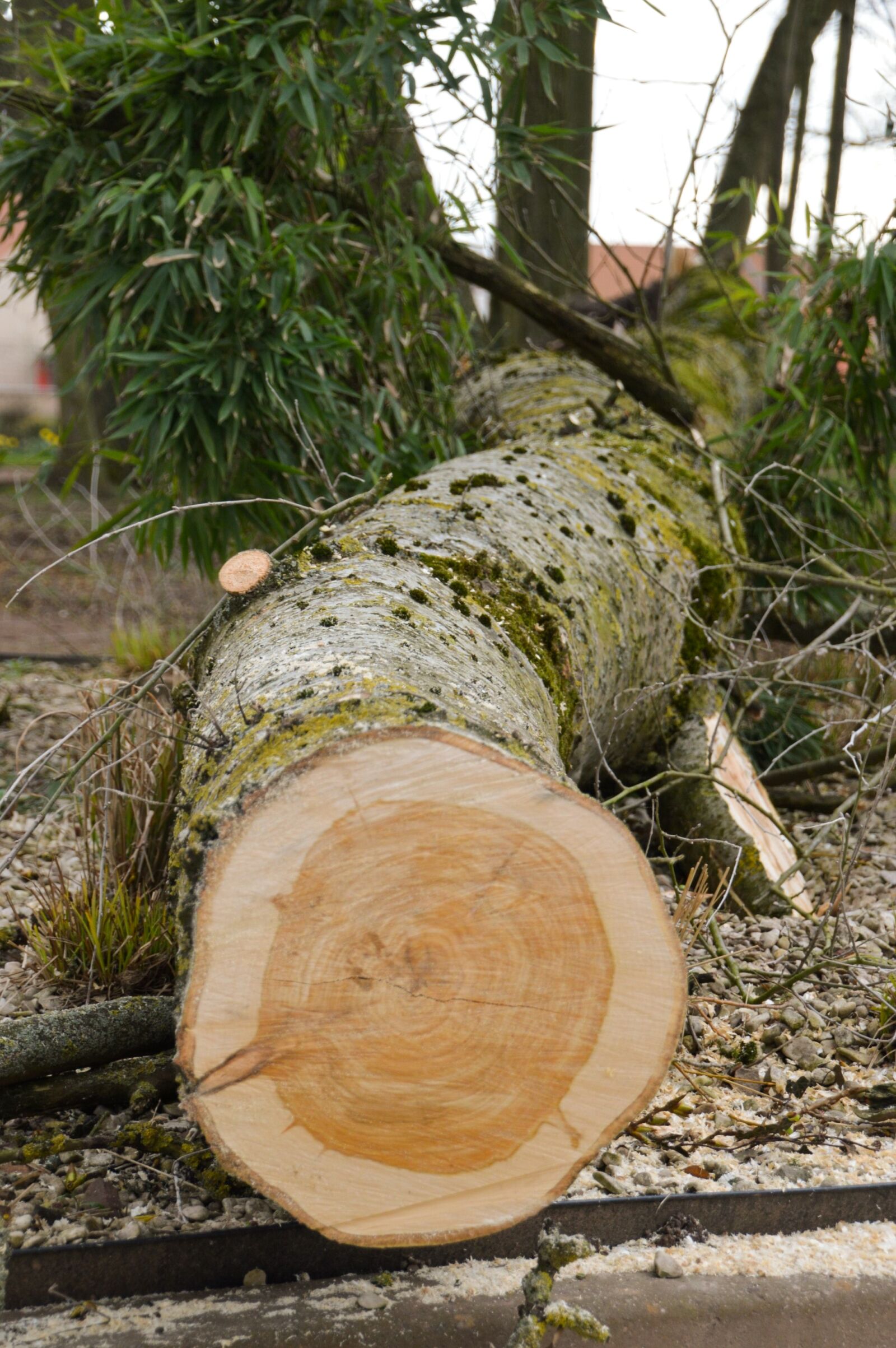 Nikon D3200 + Tamron 18-270mm F3.5-6.3 Di II VC PZD sample photo. Tree, trunk, uprooted photography
