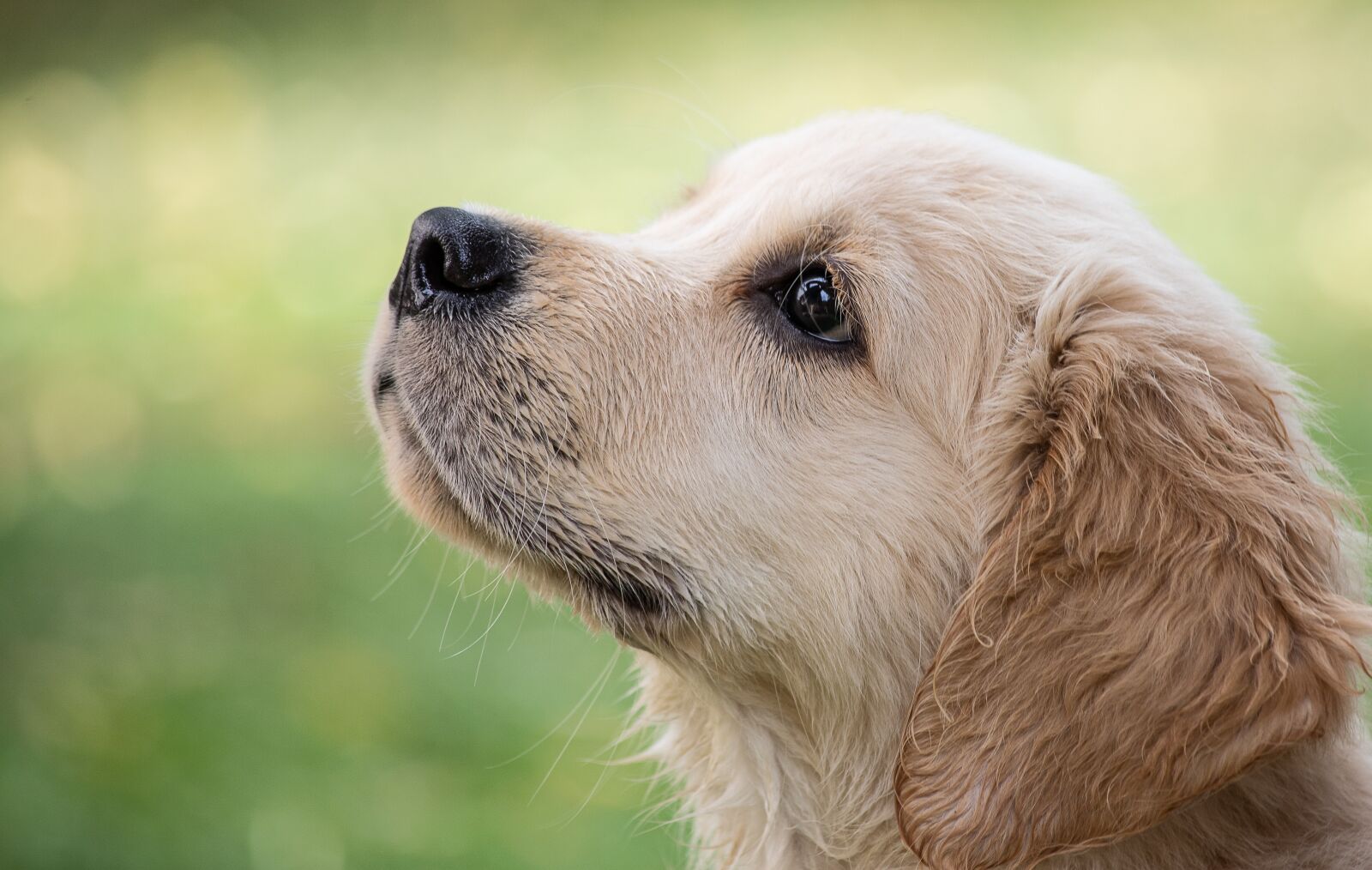 Canon EF 70-300mm F4-5.6 IS USM sample photo. Dog, animal, puppy photography