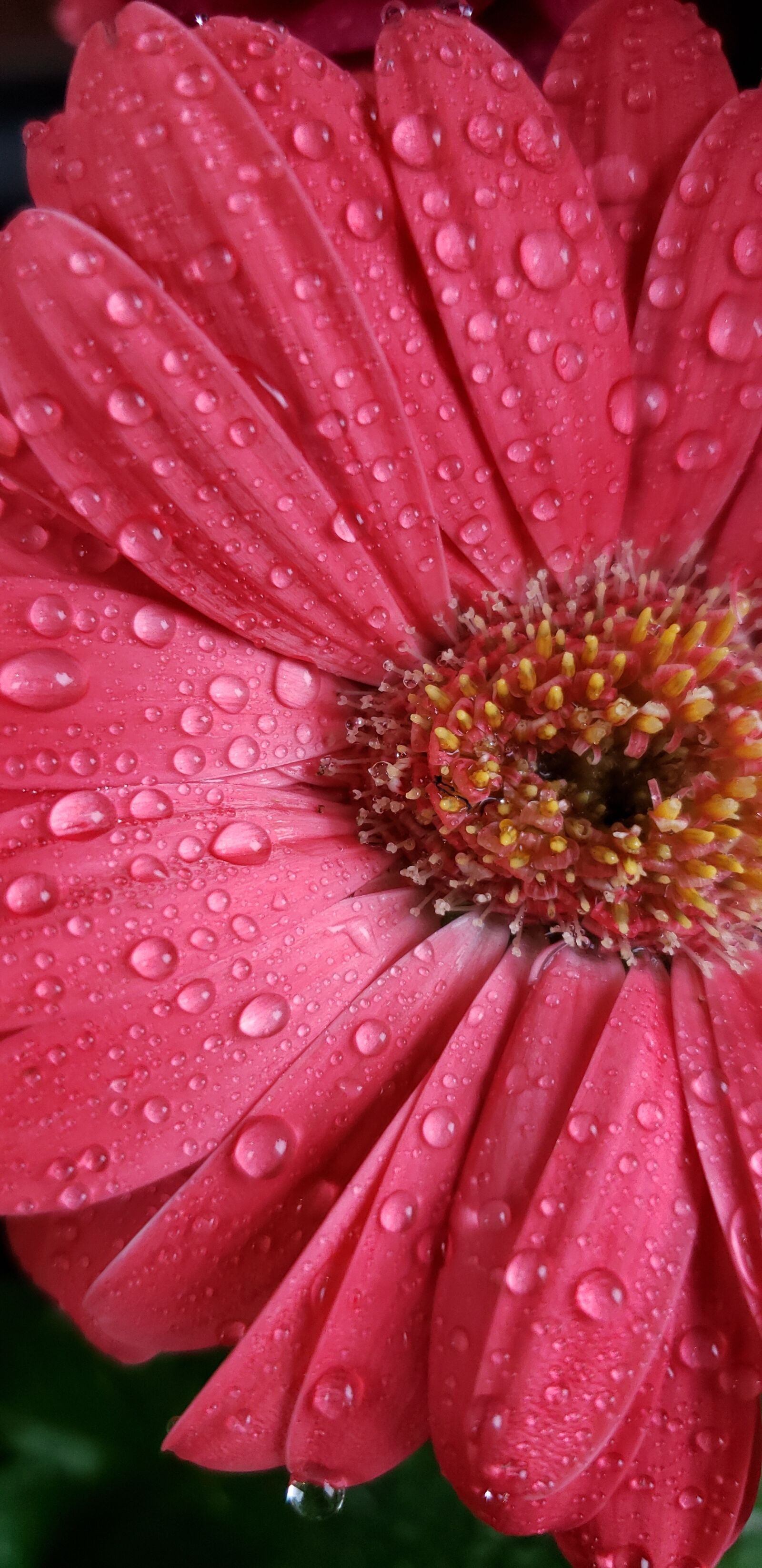 Samsung Galaxy Note9 sample photo. Pink, water, garden photography