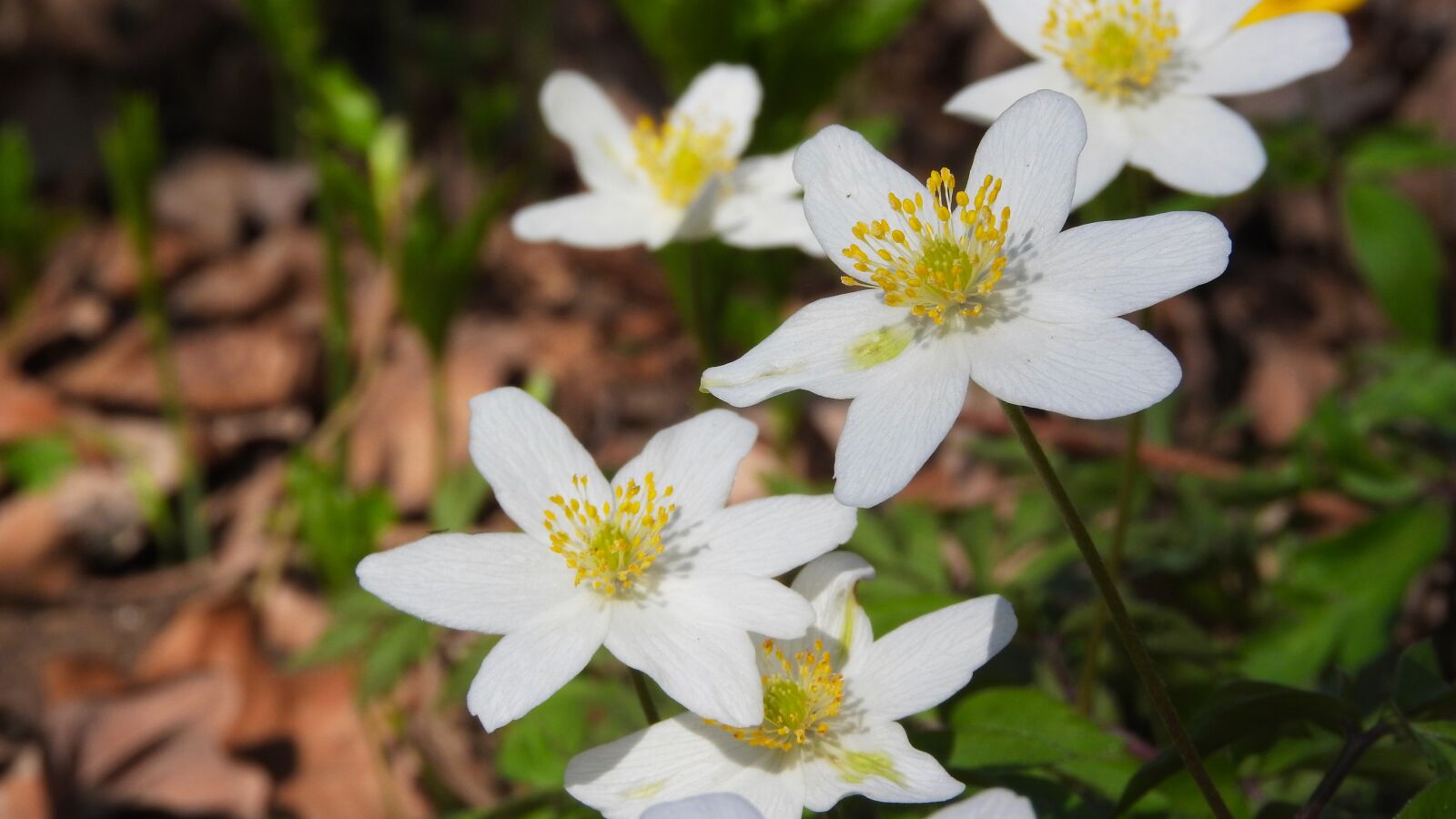 Nikon Coolpix P610 sample photo. Wood anemone, flowers, anemone photography