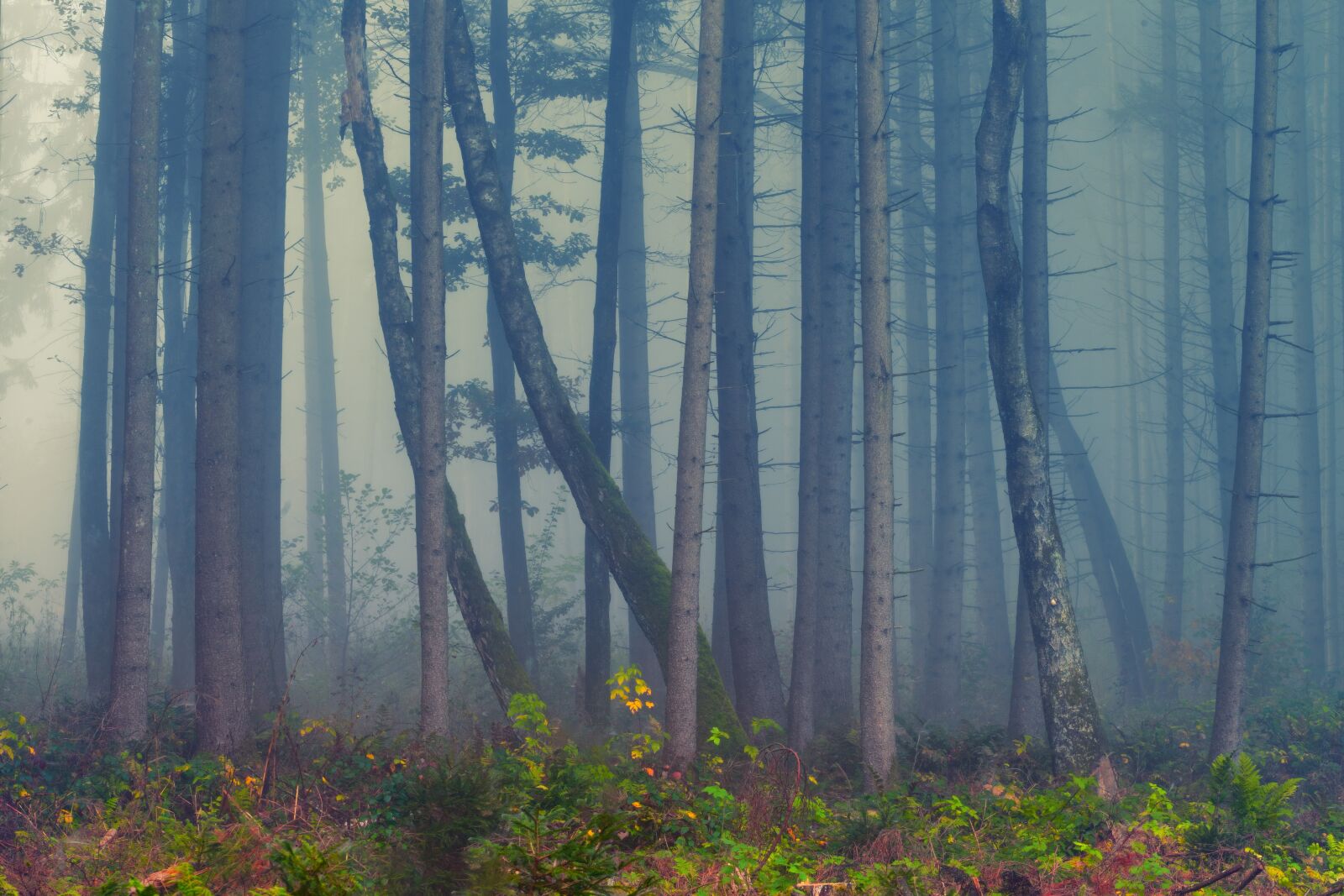DT 70-200mm F4 SAM sample photo. Forest, fog, autumn photography