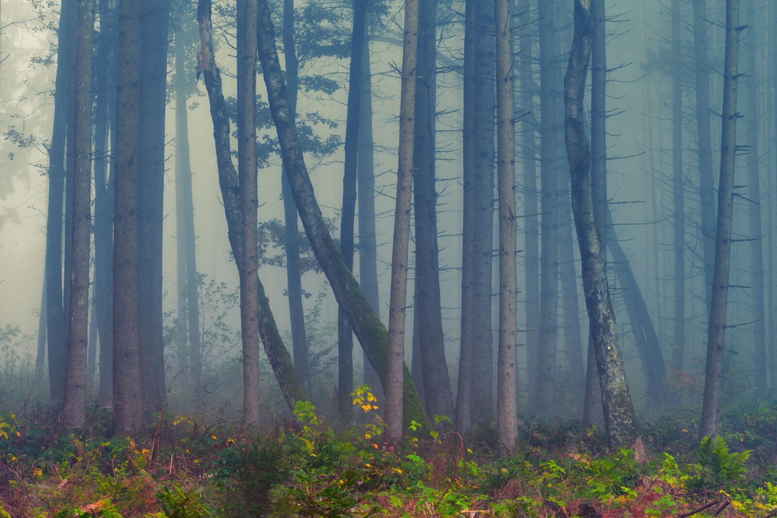 Sony a7 II + DT 70-200mm F4 SAM sample photo. Forest, fog, autumn photography