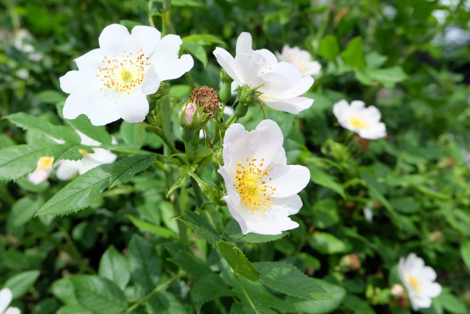 Fujifilm X-A2 sample photo. Rose hip, bloom, flower photography