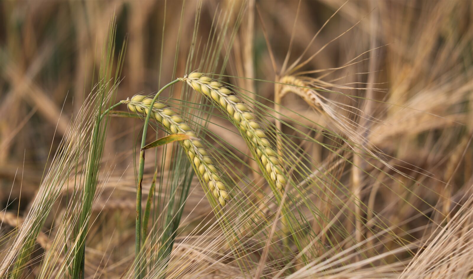 Canon EOS 6D + Canon EF 70-300 F4-5.6 IS II USM sample photo. Agriculture, barley, cereals photography