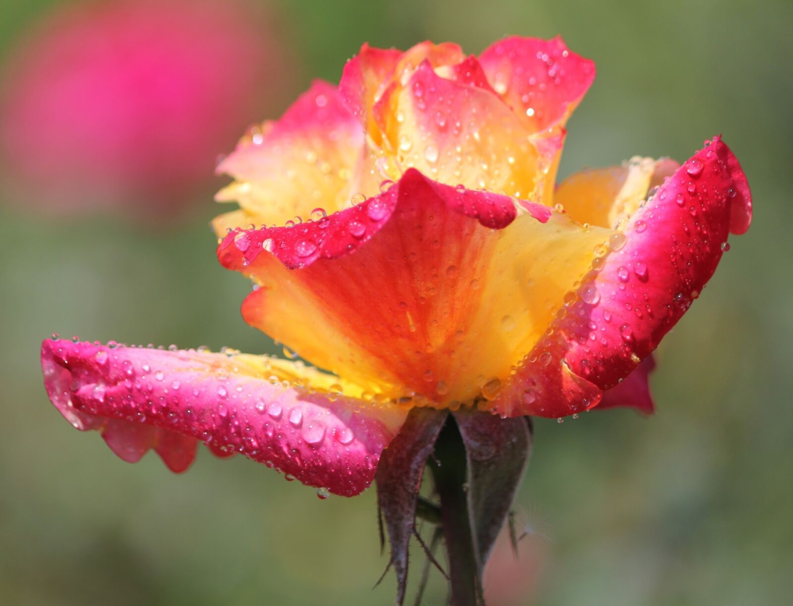 Canon EOS 60D sample photo. Rose, flowers, rose garden photography
