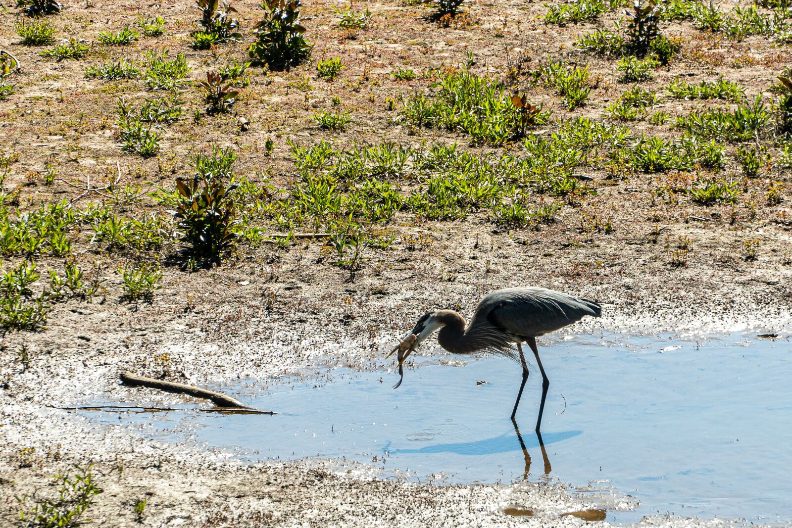 Sony E PZ 18-105mm F4 G OSS sample photo. Heron fishing, caught fish photography