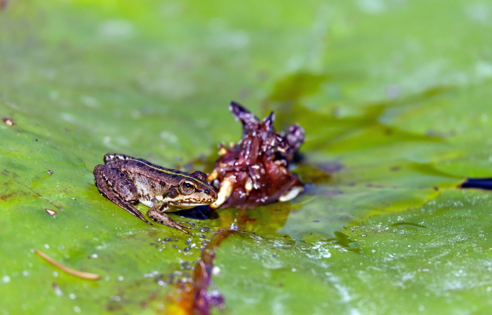 Fujifilm X-T10 + Fujifilm XC 50-230mm F4.5-6.7 OIS sample photo. Frog, water frog, animal photography