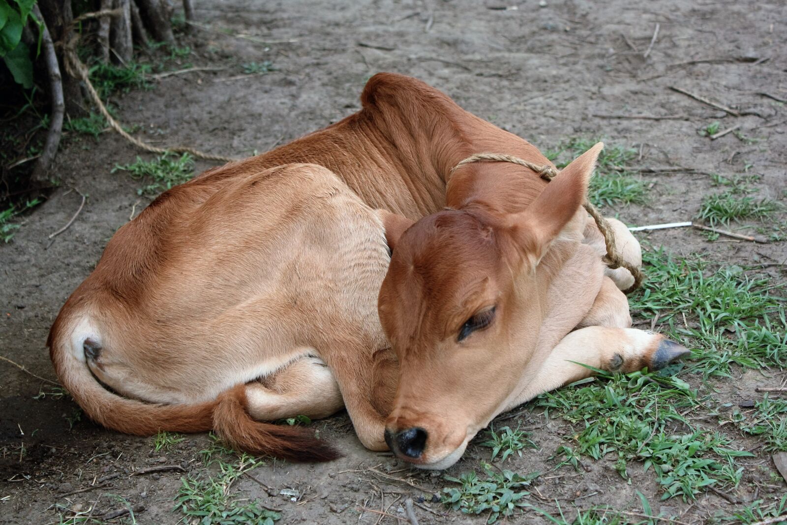 Canon EOS 450D (EOS Rebel XSi / EOS Kiss X2) sample photo. Kenya, zebu, savannah photography