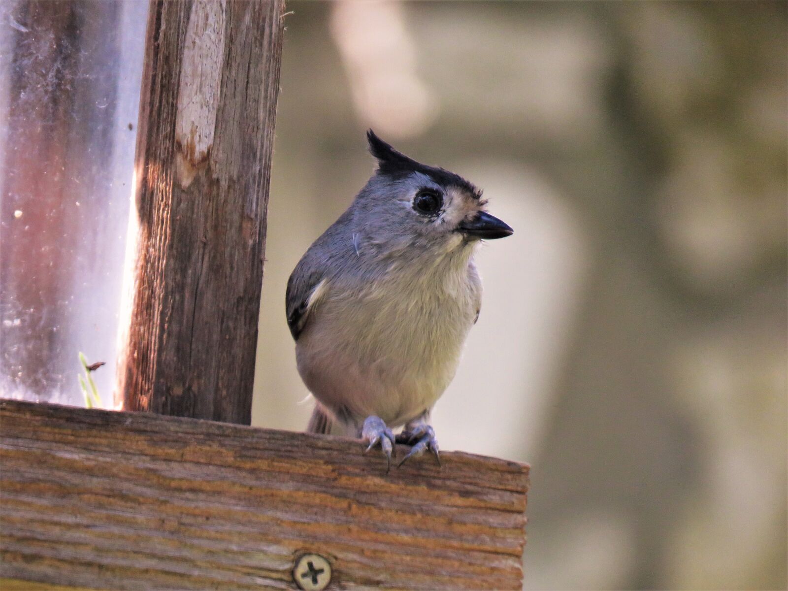 Canon PowerShot SX60 HS sample photo. Bird, cute, close up photography
