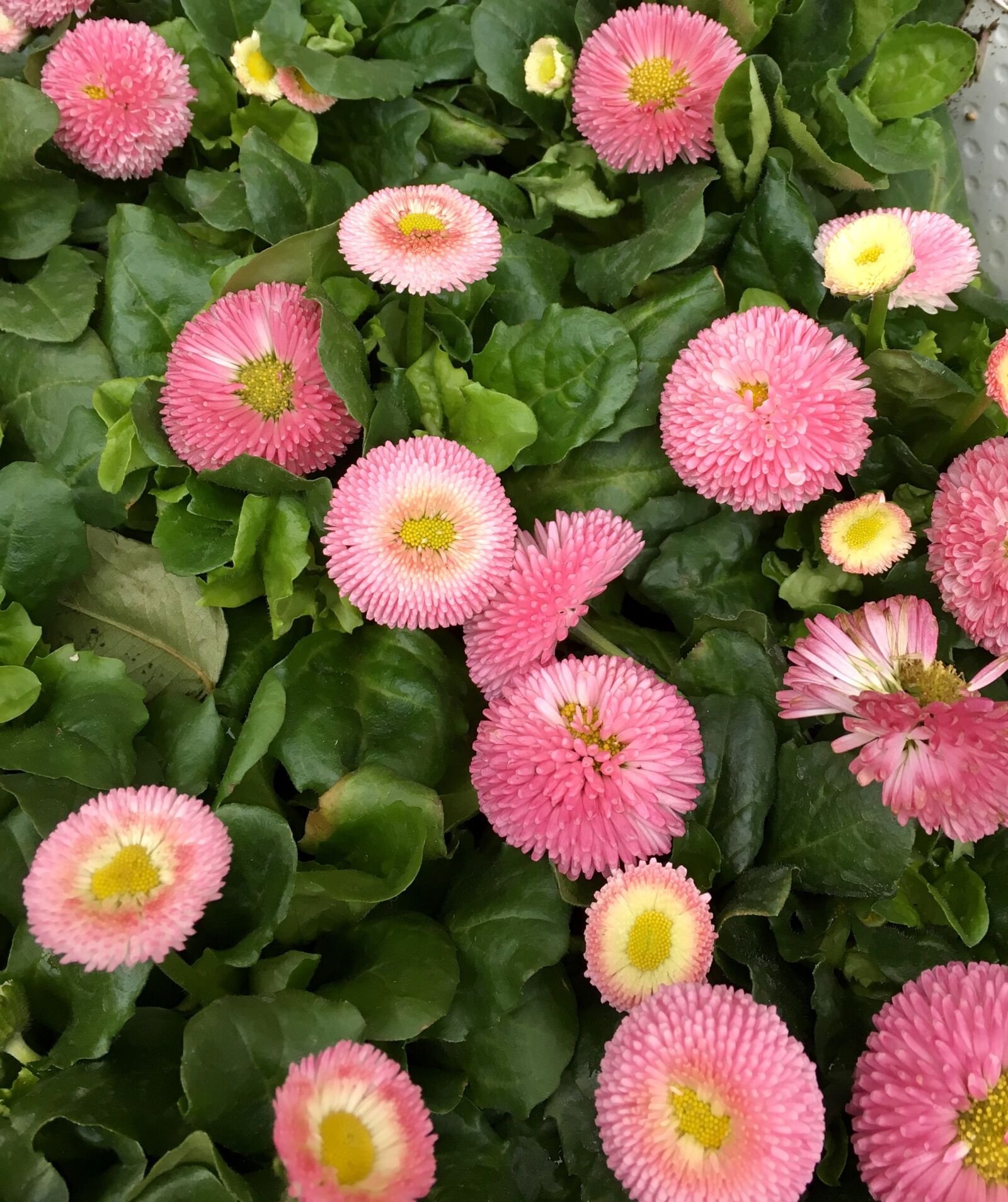 Apple iPhone 6s sample photo. Flowers, blomsterplantering, pink flower photography