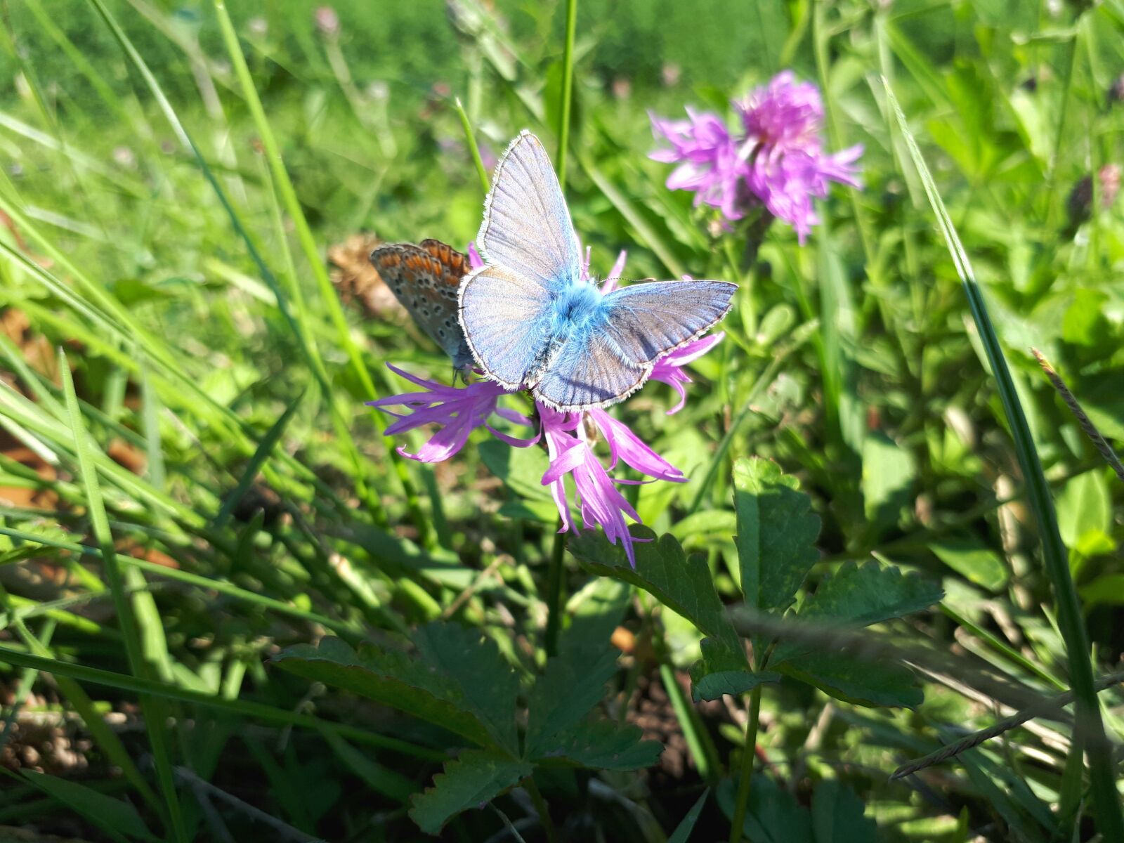 Samsung Galaxy A5(2017) sample photo. Butterfly, flowers, animals photography