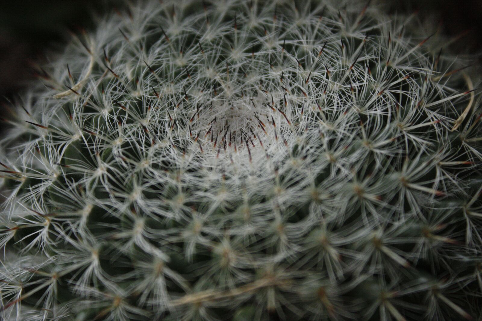 Canon EOS 450D (EOS Rebel XSi / EOS Kiss X2) sample photo. Cactus, desert, spines photography