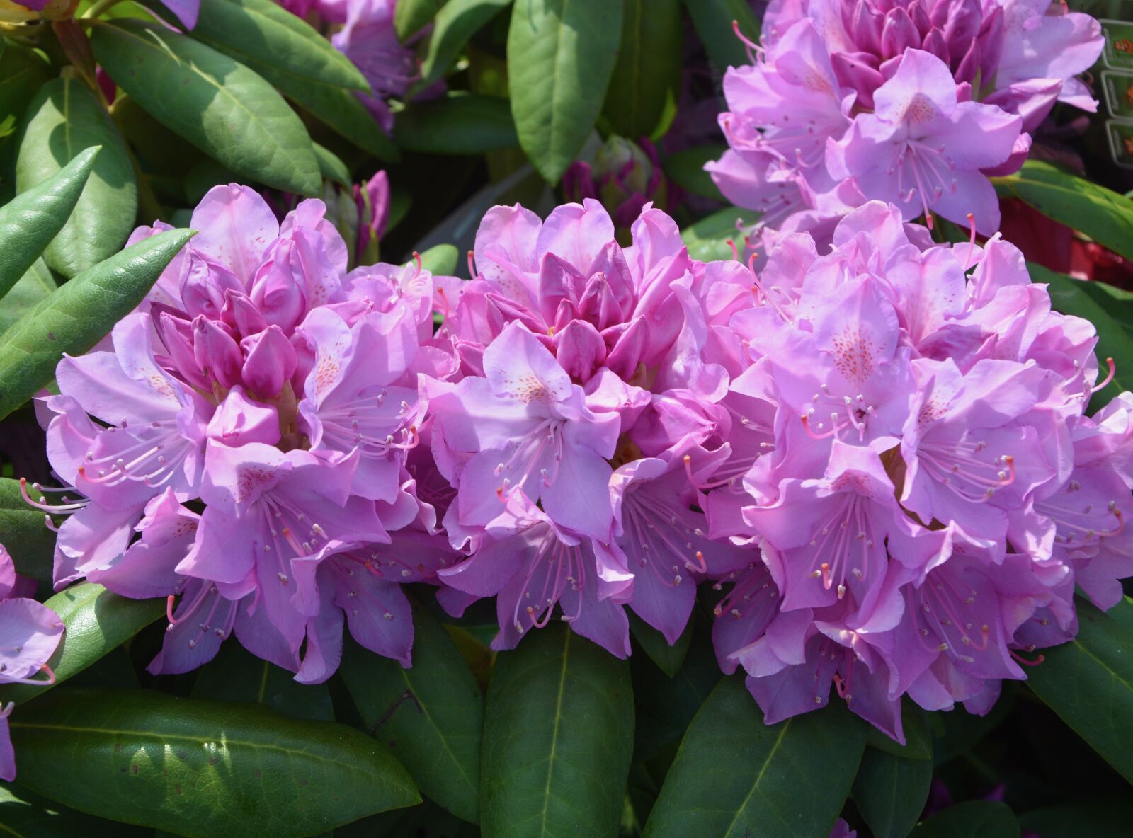Nikon D5200 sample photo. The flowers of rhododendron photography
