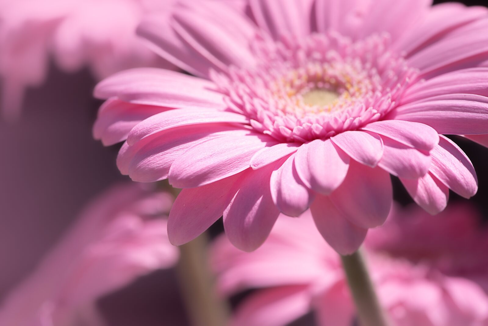 Nikon D750 sample photo. Marguerite, pink, pink daisies photography