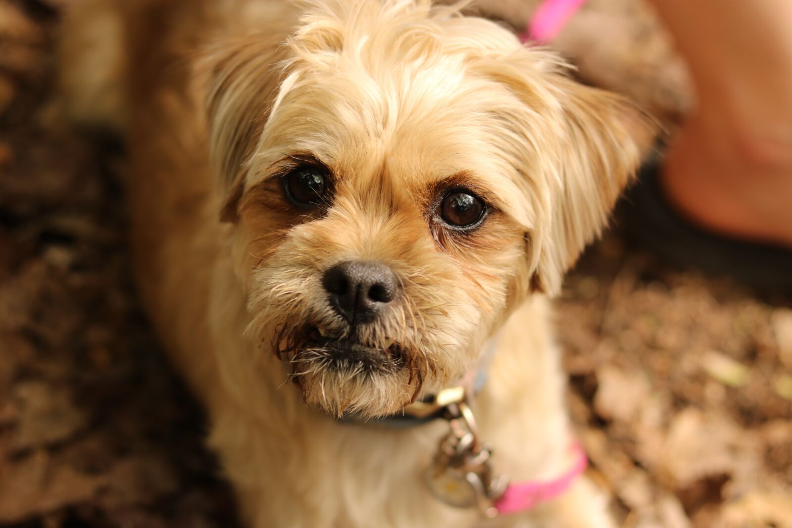 Canon EF 50mm F1.8 STM sample photo. Dog, small, pet photography